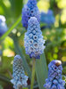 Muscari Azureum