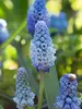 Muscari Azureum