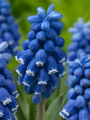 Link to Muscari Dark Eyes