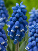 Muscari Dark Eyes