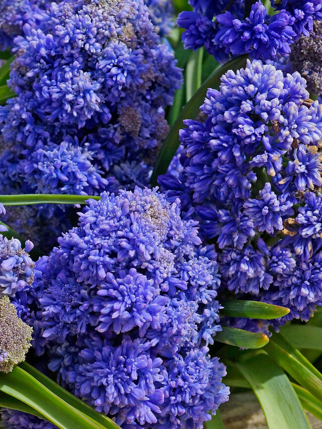 Muscari Fantasy Creation