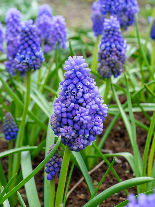 Muscari Flower Power