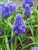 Muscari Flower Power