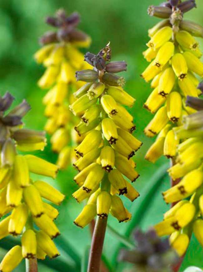 Muscari Golden Fragrance