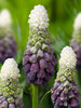 Muscari Grape Ice