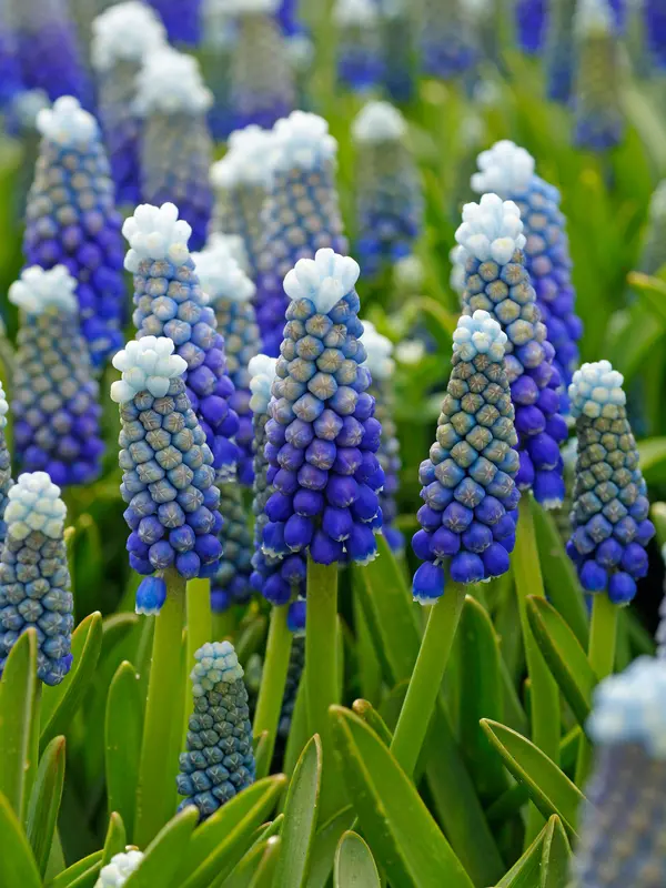 Muscari Helena
