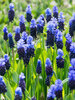 Muscari latifolium