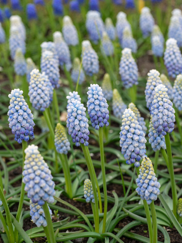 Muscari Manon