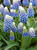 Muscari Mountain Lady