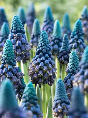 Link to Muscari Paradoxum