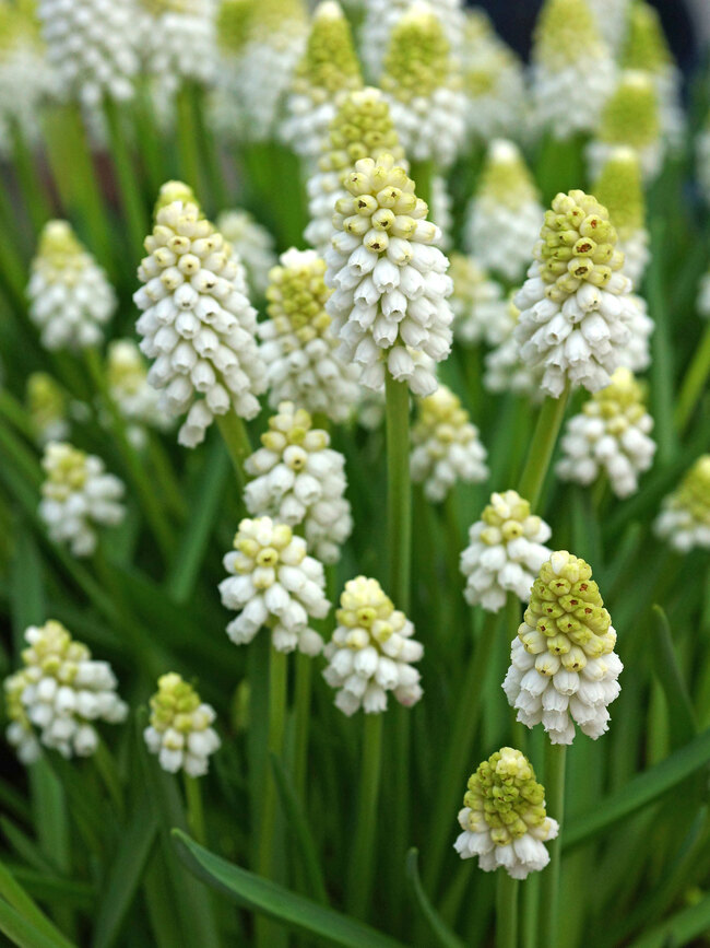 Muscari White Magic