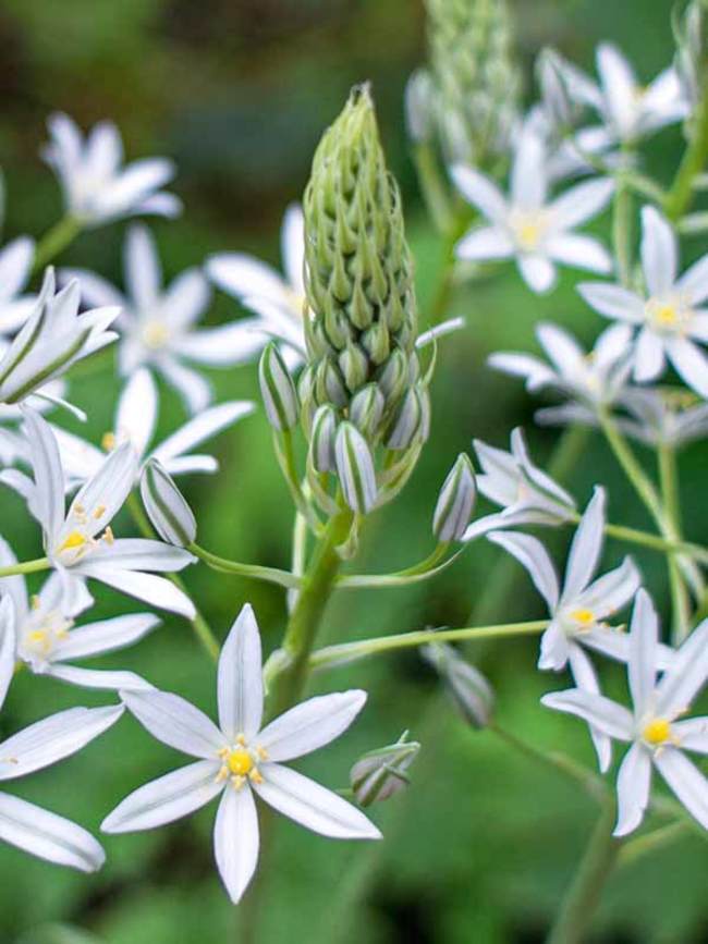 Ornithogalum Sochi