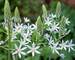 Ornithogalum Sochi