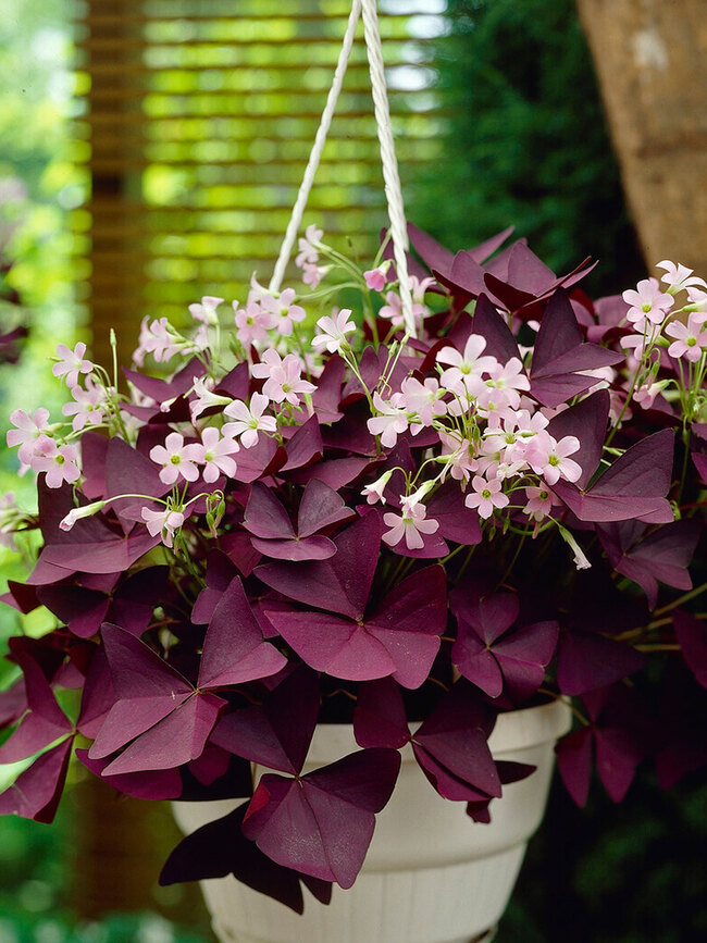 Oxalis Triangularis