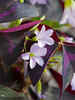 Oxalis Triangularis