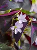 Oxalis Triangularis