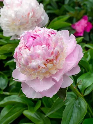 Link to Peony Angel Cheeks