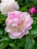 Peony Angel Cheeks