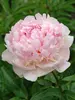 Peony Angel Cheeks