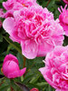 Peony Alexander Fleming