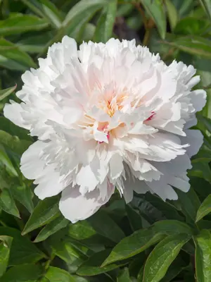 Peony Sarah Bernhardt - Pot | Bluestone Perennials