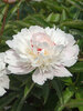 Peony Alertie