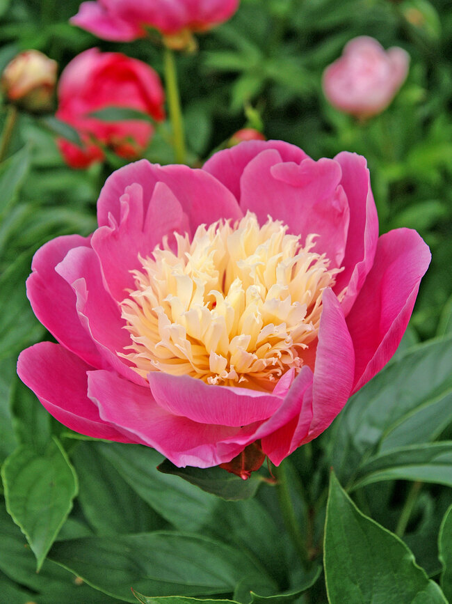 Peony Bowl of Beauty