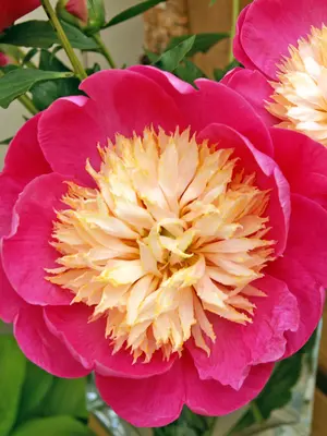 Link to Peony Bowl of Love