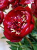 Peony Buckeye Belle