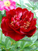 Peony Buckeye Belle