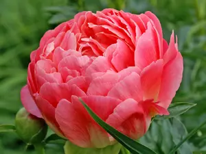 Link to Peony Coral Sunset
