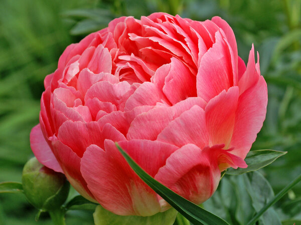 Peony Coral Sunset