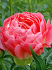 Peony Coral Sunset