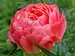 Peony Coral Sunset