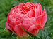 Peony Coral Sunset