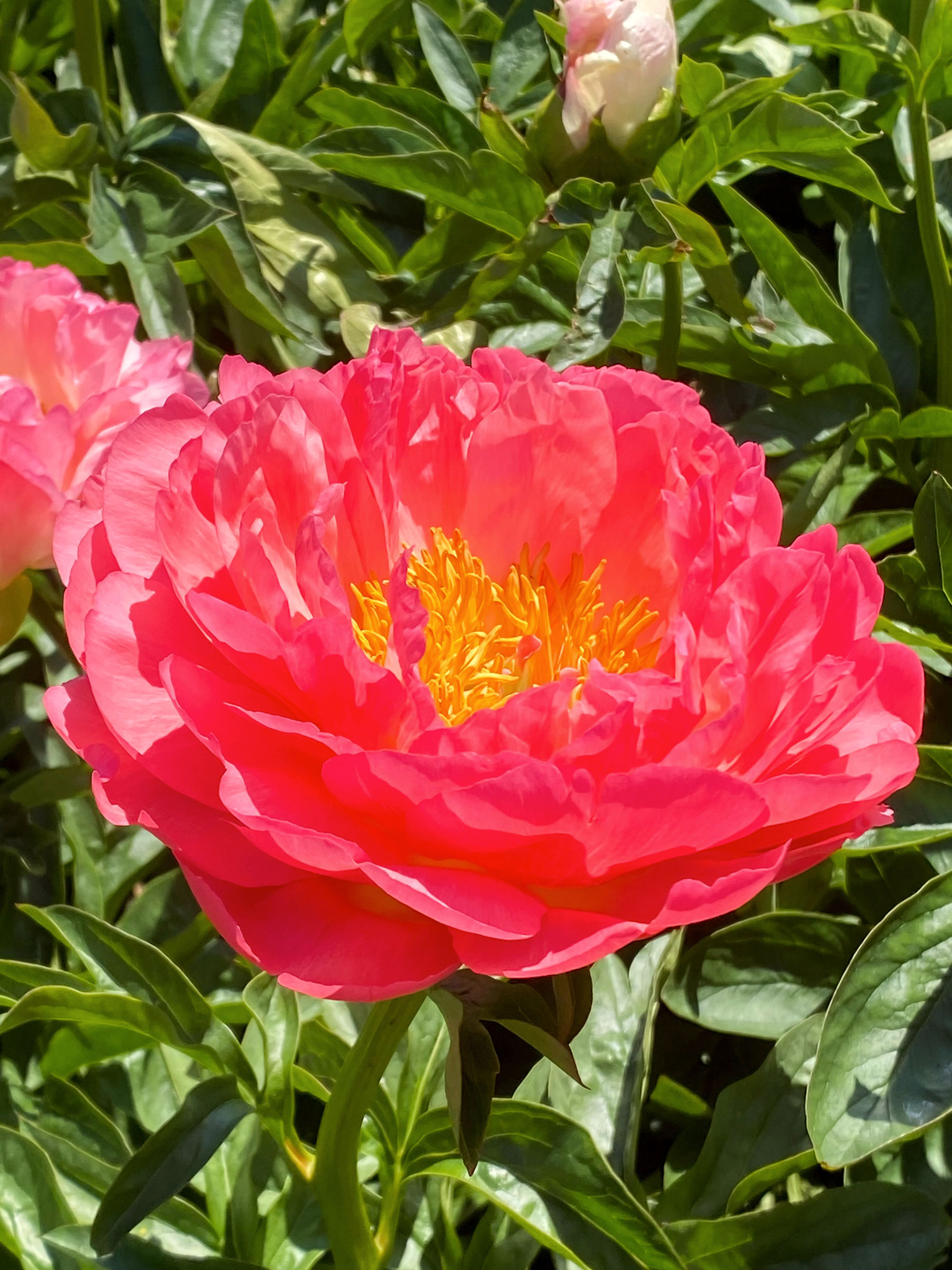Peony Coral Sunset | Bluestone Perennials