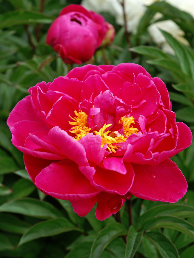 Peony Karl Rosenfield