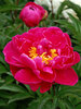 Peony Karl Rosenfield