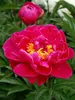 Peony Karl Rosenfield
