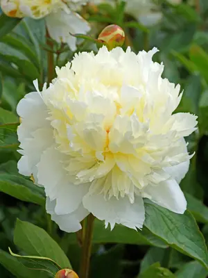 Link to Peony Laura Dessert