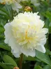Peony Laura Dessert