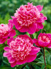 Peony Madame Emile Debatene