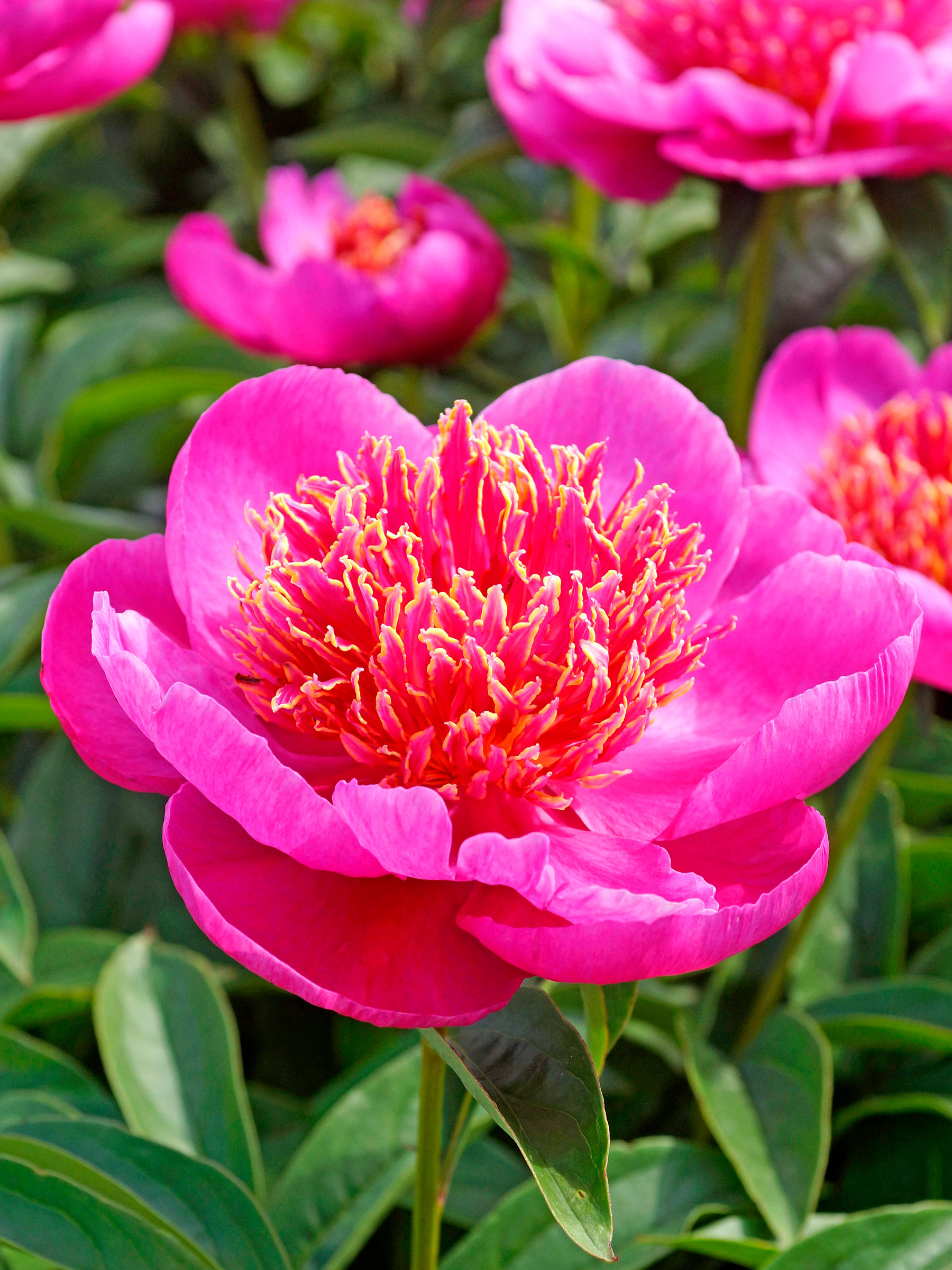 ぴよにん Peony Neon | Bluestone Perennials