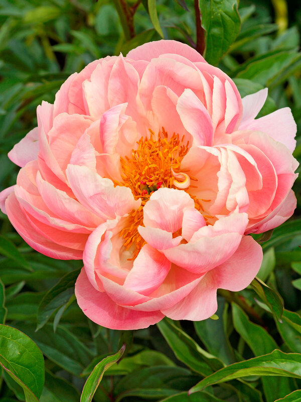 Peony Pink Hawaiian Coral