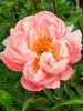 Peony Pink Hawaiian Coral