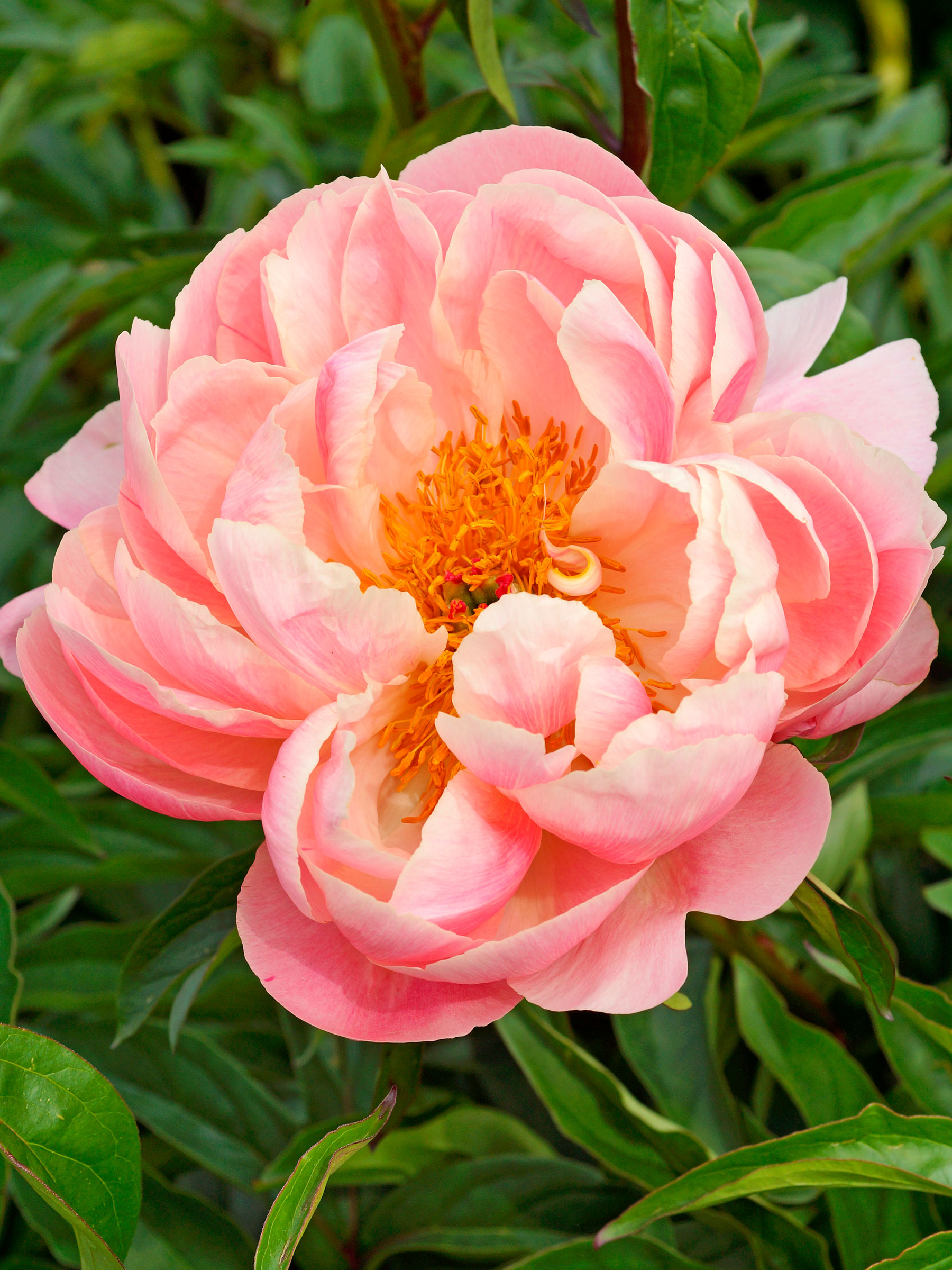 Peony Pink Hawaiian Coral (Paeonia, Semi-Double Peony, Grass Peony)