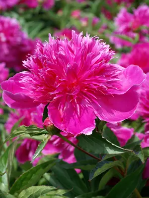 Link to Peony Purple Spider