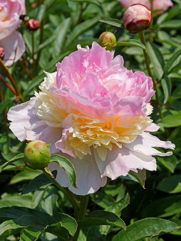 Peony Raspberry Sundae