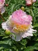 Peony Raspberry Sundae