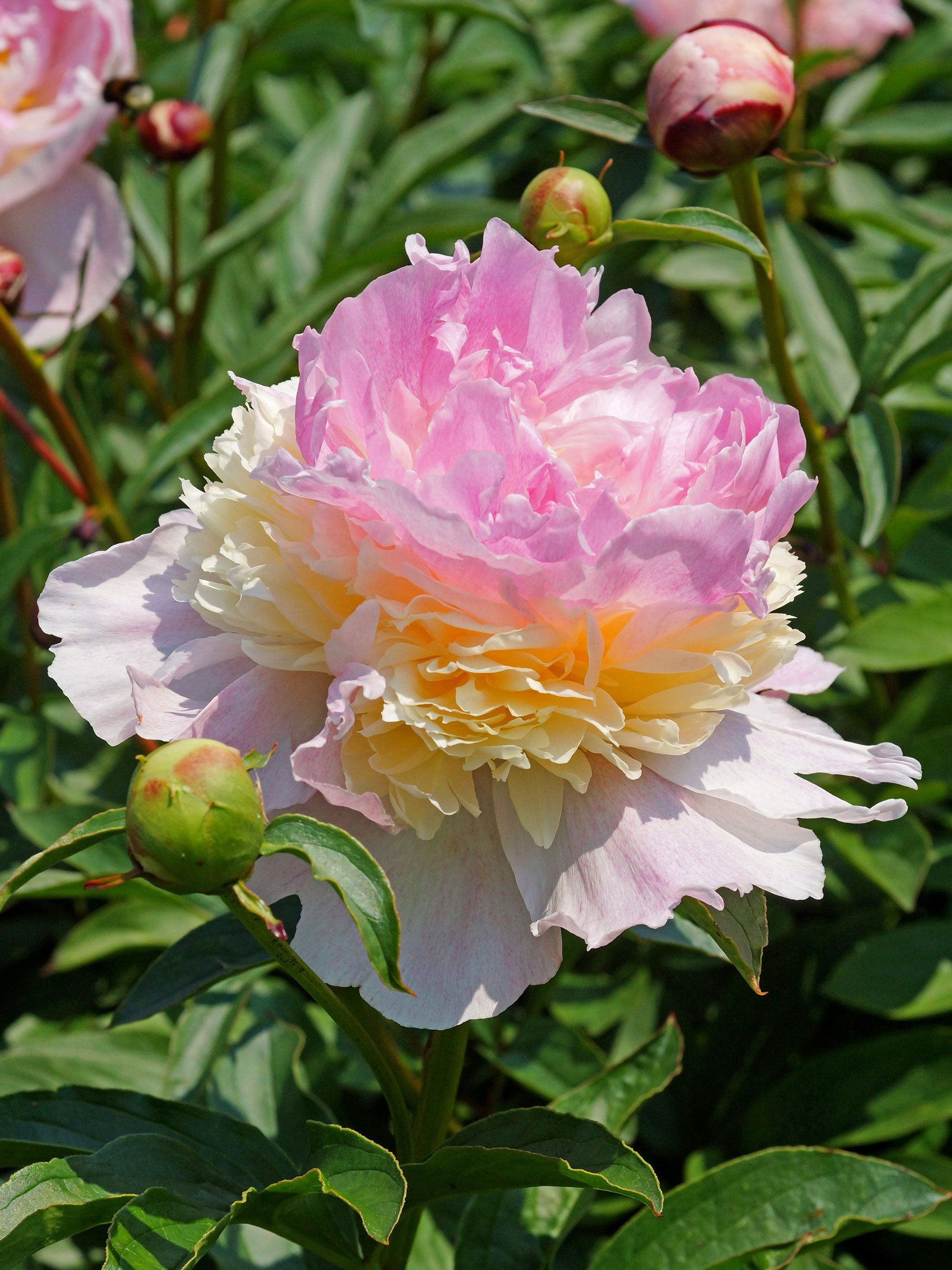 Peony Raspberry Sundae | Bluestone Perennials